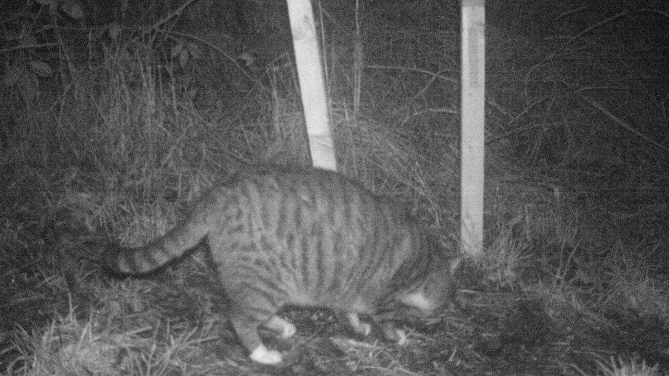 Possible wildcat hybrid near Dingwall