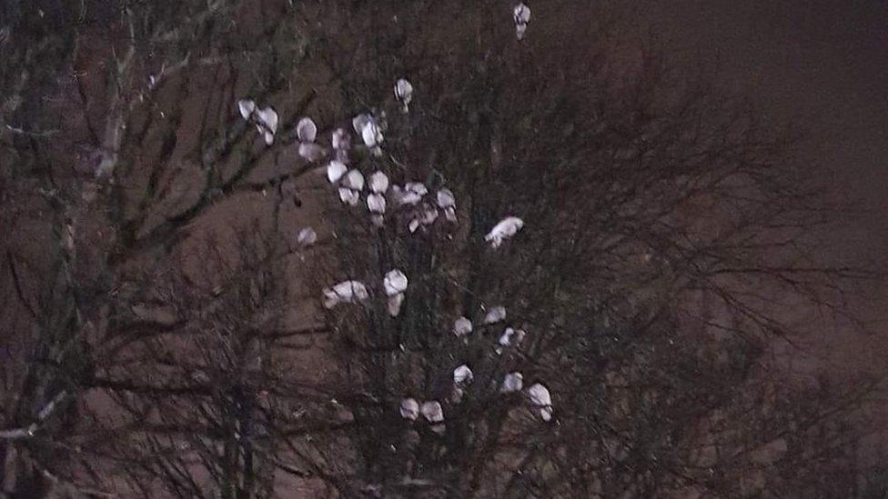 Doves in a tree