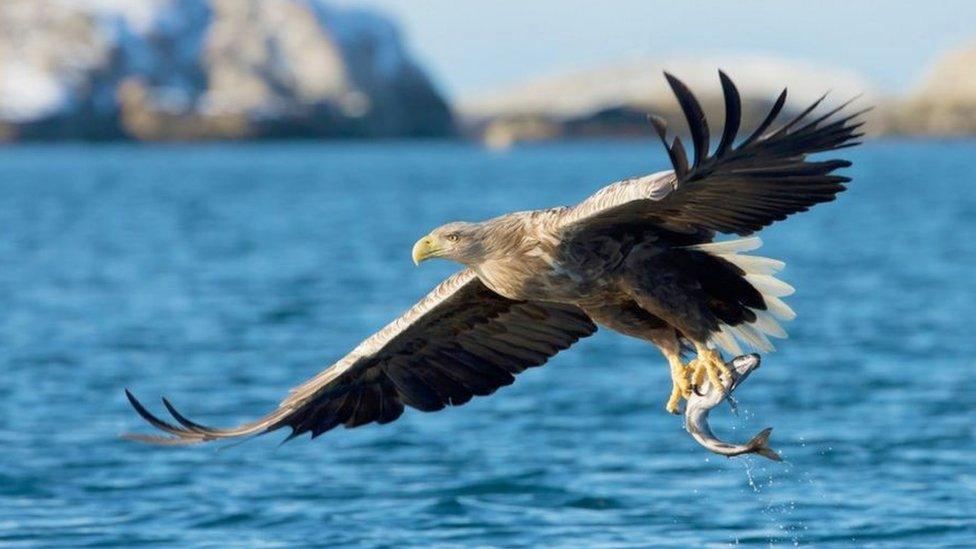 A white-tailed eagle