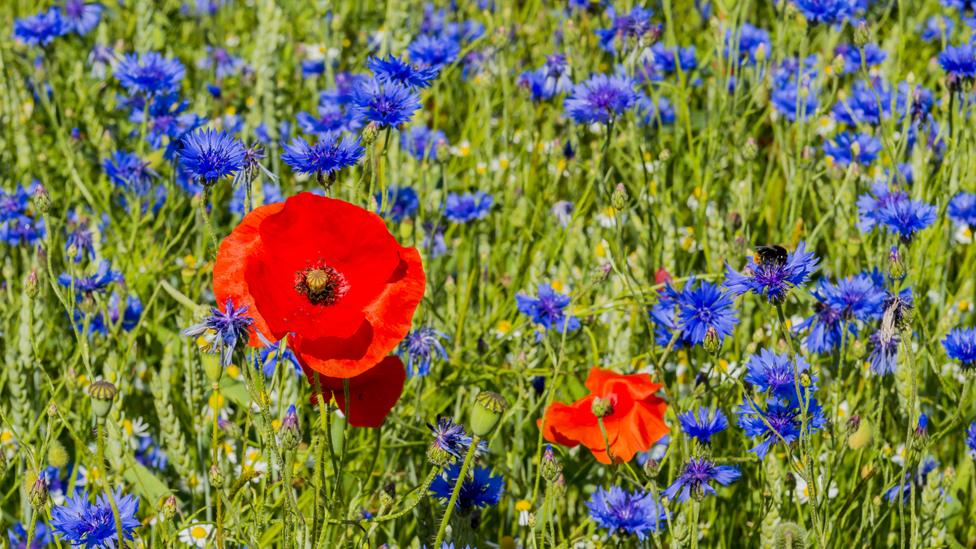 Cornflowers with poppies