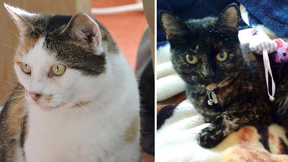 Missy (left) and Amber (right) are two of the cats killed