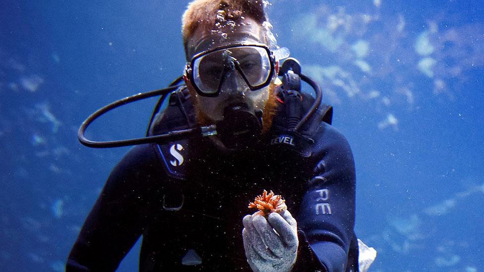 A diver holds a piece of coral whilst swimming underwater