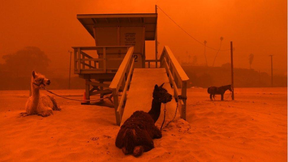 Llamas are tethered on beach as whole skyline tints red