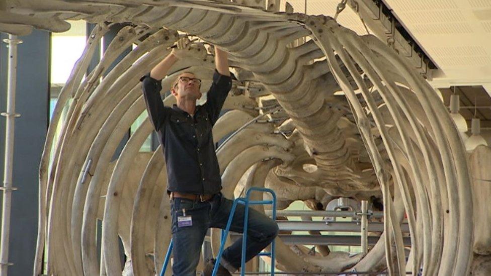 Whale skeleton being re-hung