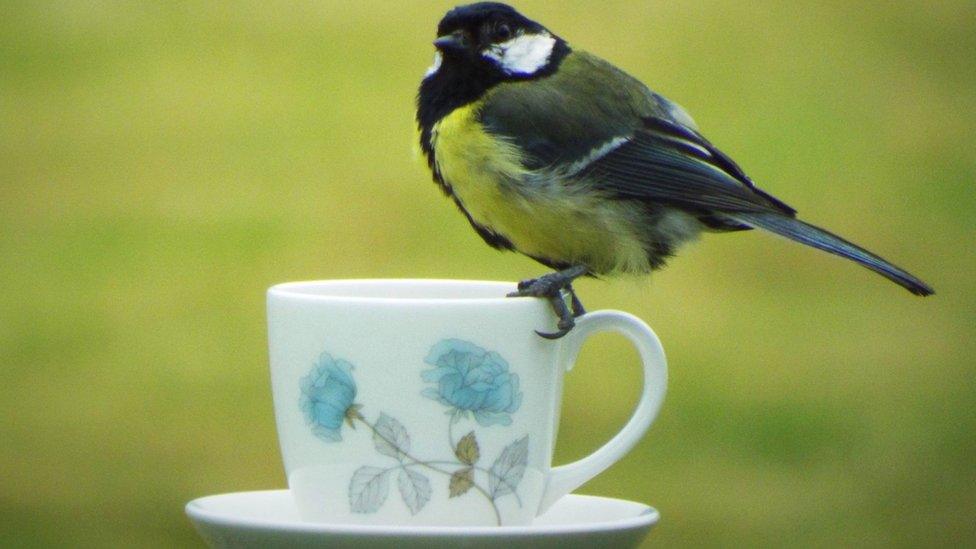 Great tit sitting on teacup