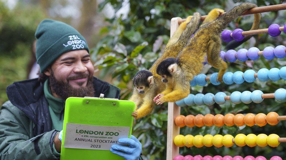 Bolivian-black-capped-squirrel-monkeys.