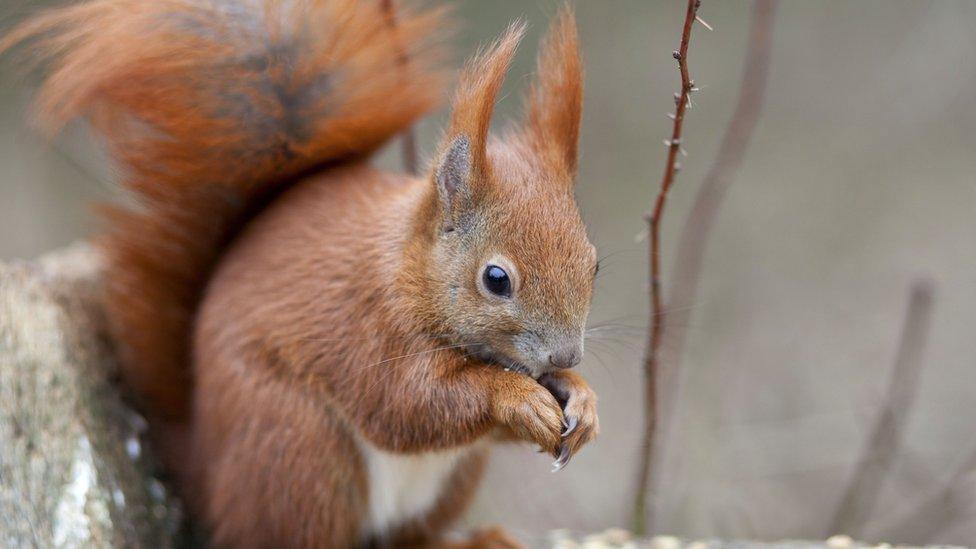 Red squirrel