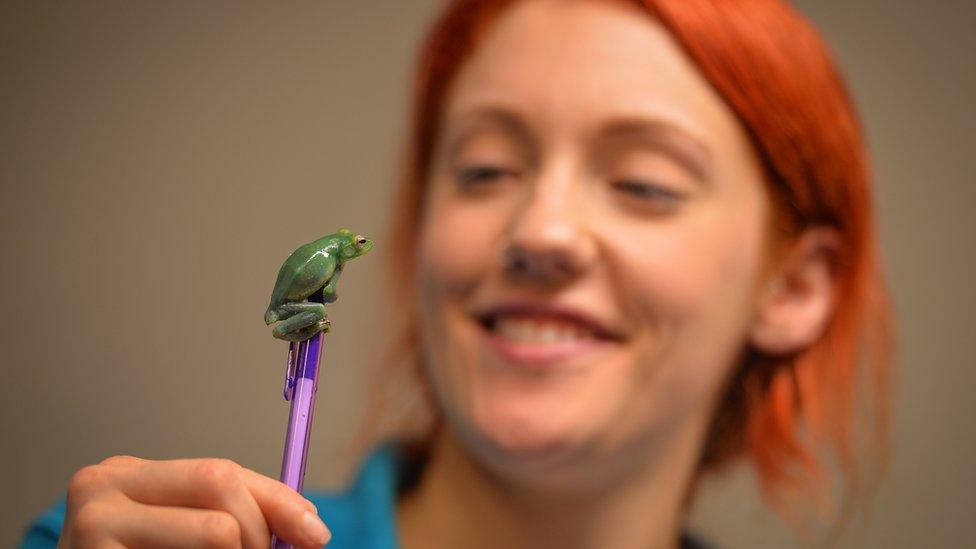 Herpetology keeper with a juvenile frog