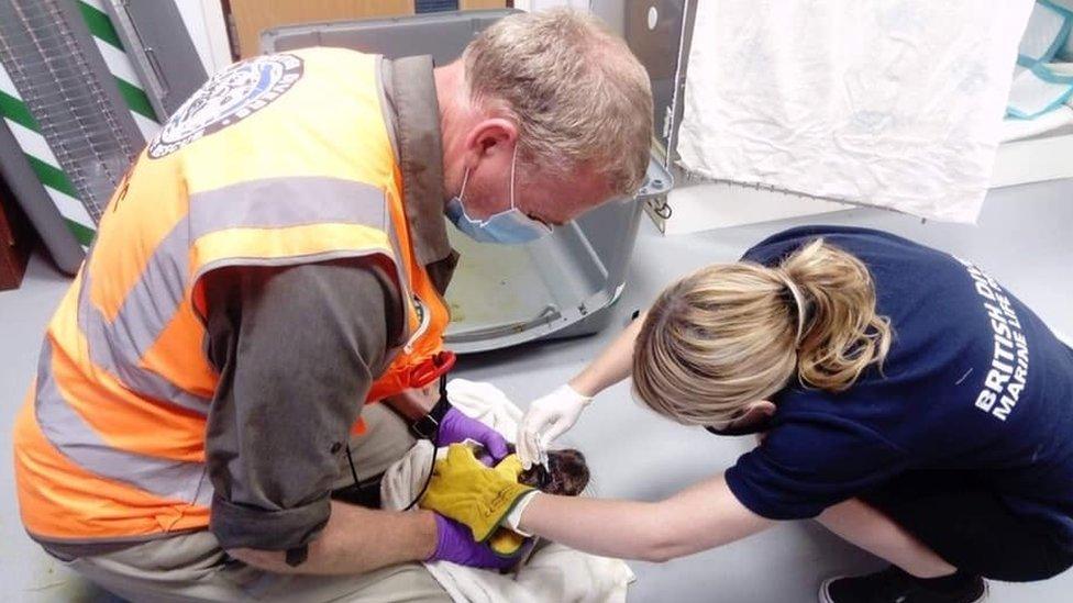 Marine biologist Sarah Neill gives the seal pup eye drops