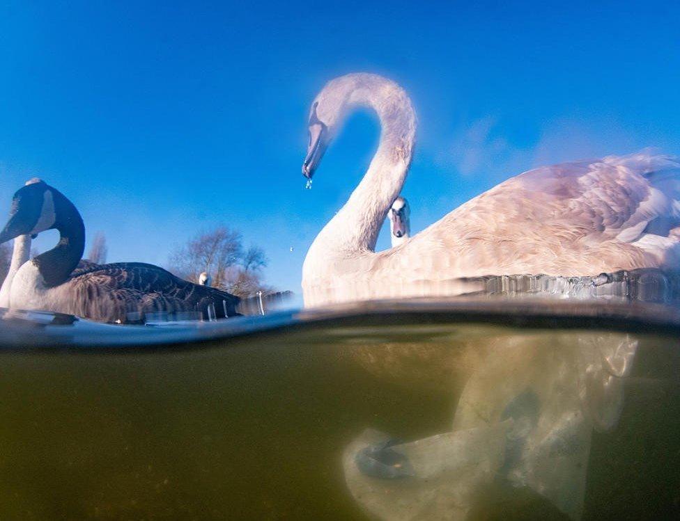 Swan next to a plastic bag in the river Trent