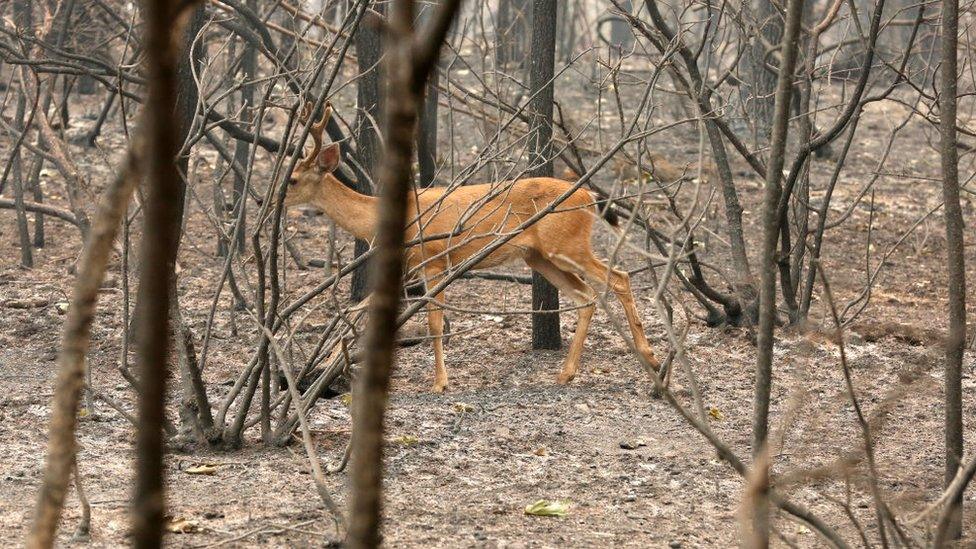 A deer walks in a forest that has already been burned near Redding, California