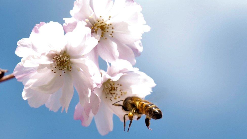 bees-flower.