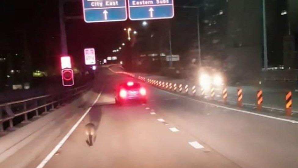 Police cars follow a wallaby hopping across Sydney Harbour Bridge