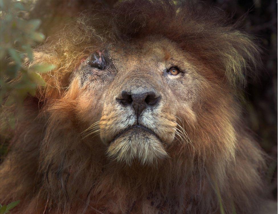 A large lion looks upward with one eye missing