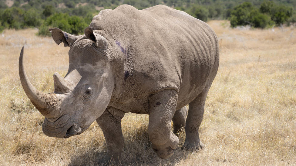 Southern white rhino surrogate