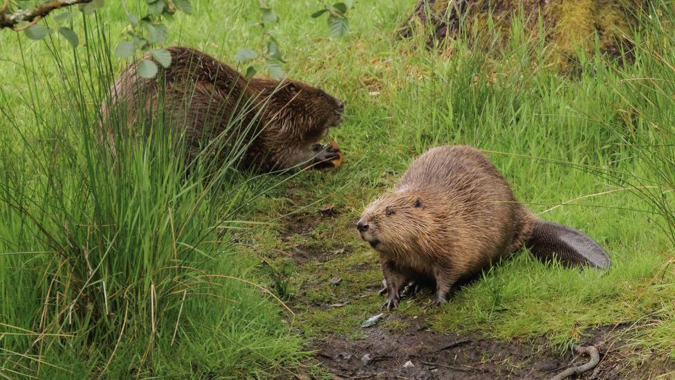 Two beavers in amongst the grass, one looks like its eating.