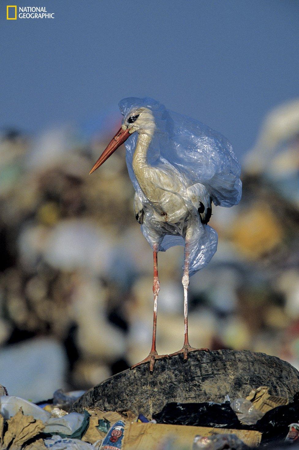 Stork trapped in plastic bag