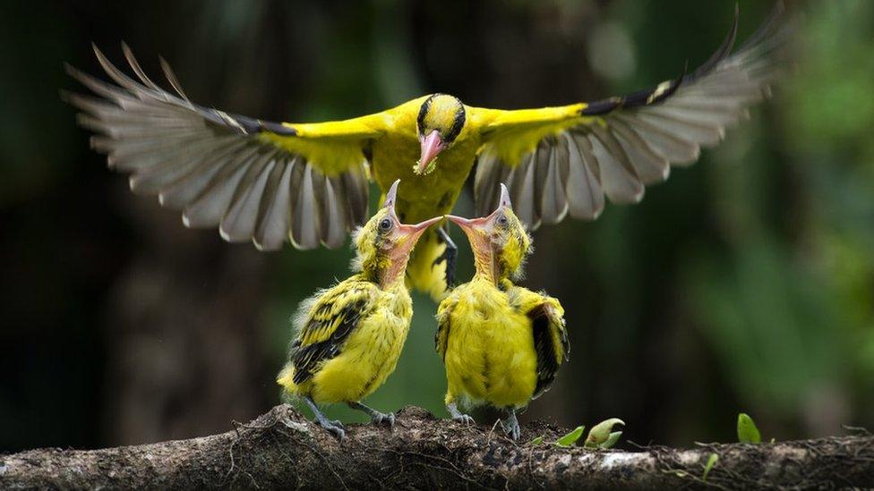 Two oriole chicks are fed by their mother