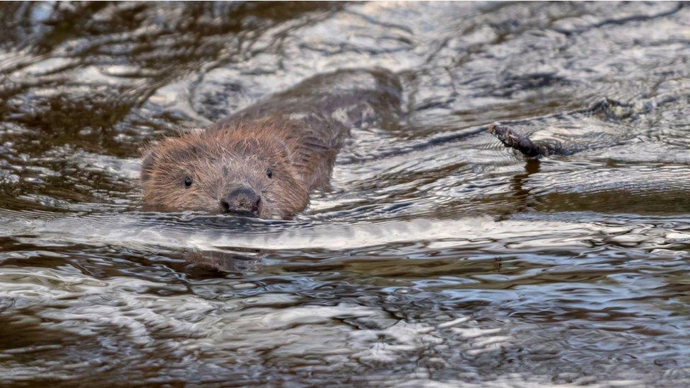 Beaver swimming with a twig