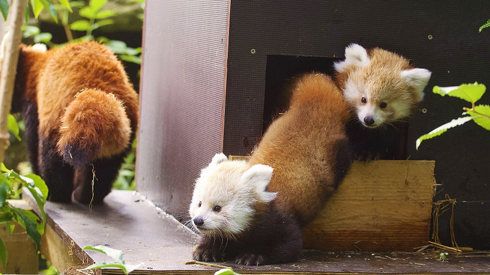 Red panda twin cubs venture outside at Longleat