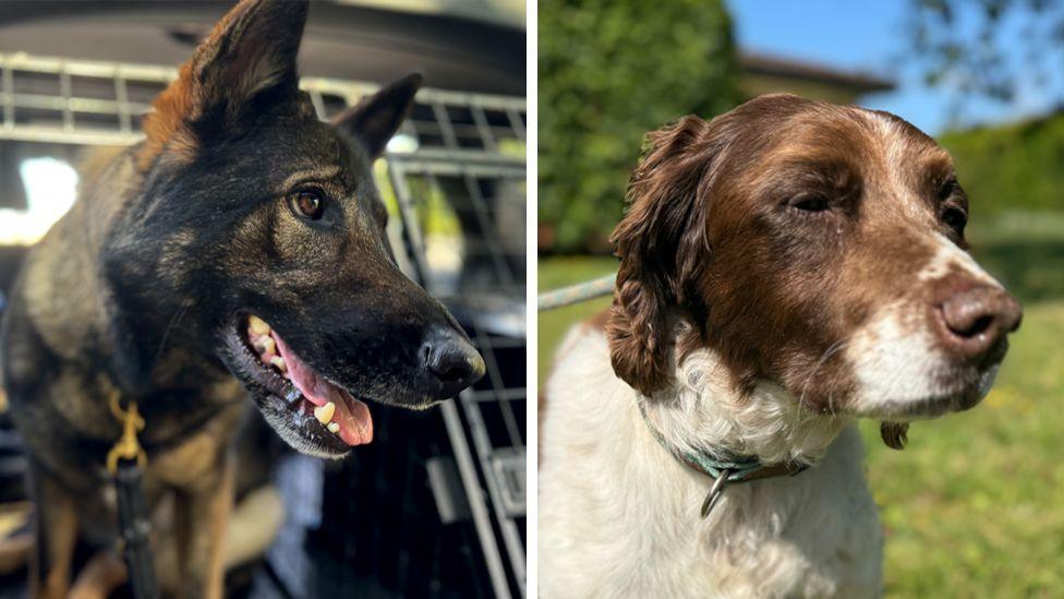 The heads of Tara the German shepherd and Scooby Doo, an English springer spaniel