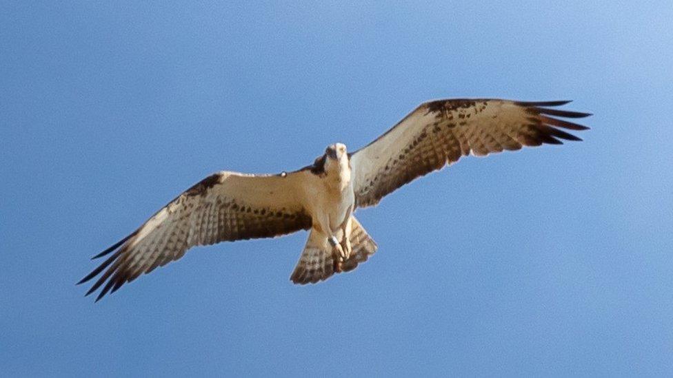 Osprey at Belvoir Castle