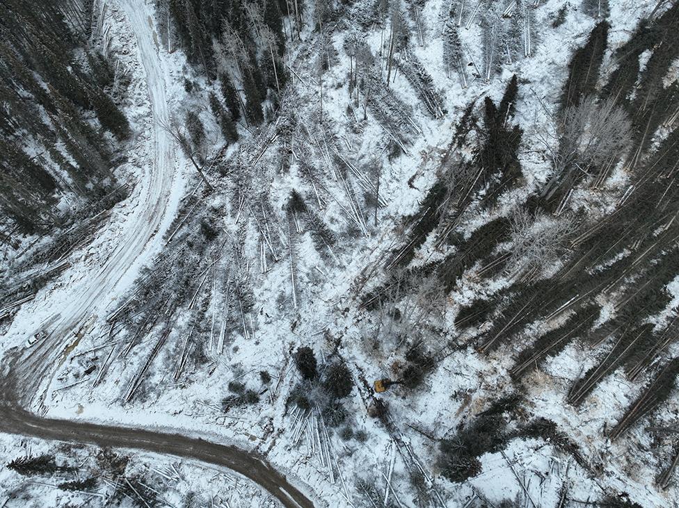 Drone footage of deforested area in BC