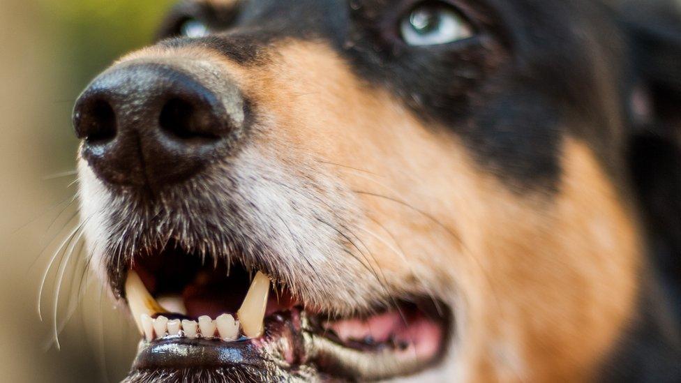 Dog - generic