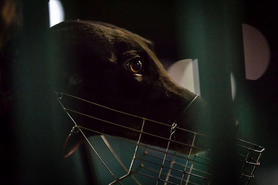 Australia's greyhound racing industry has been in turmoil