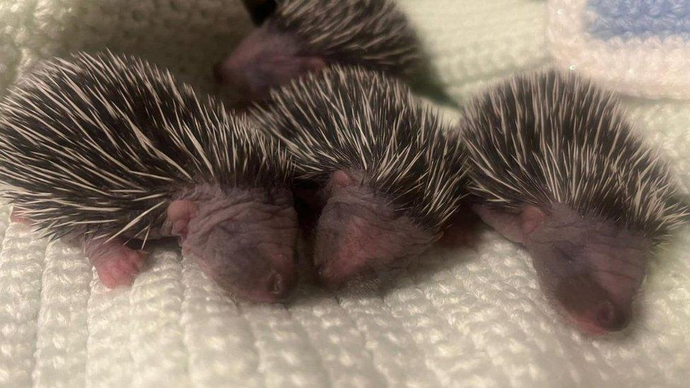 Baby hedgehogs