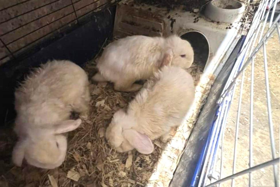 Rabbits rescued in Leicestershire