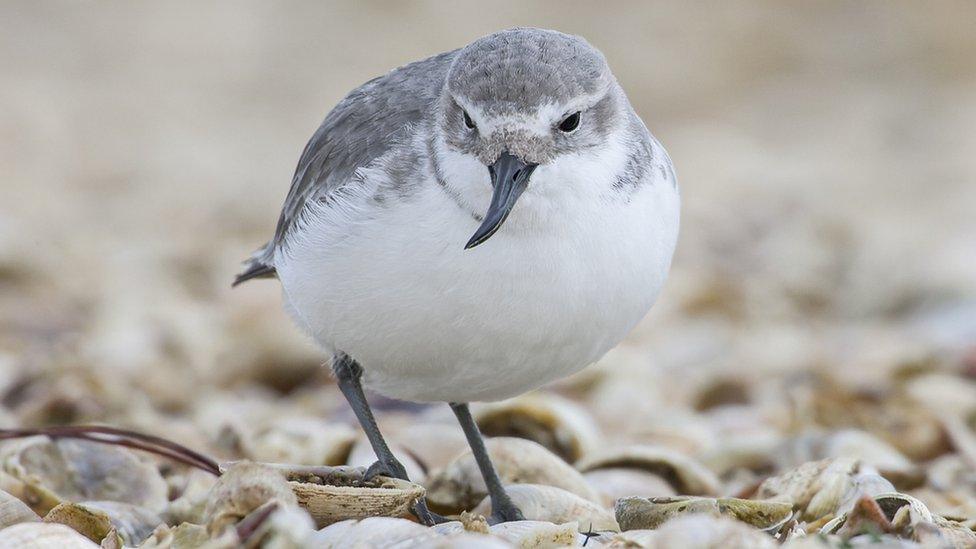 The Wrybill is a grey and white bird with a curved beak