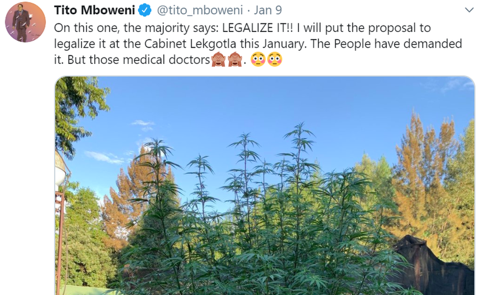 A tweet about a cannabis plant