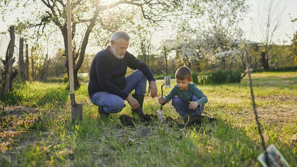 tree-planting