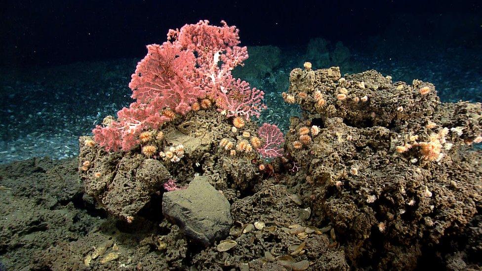 A photo of pink deep sea coral formation