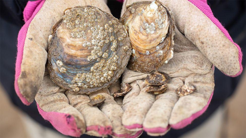 A pair of hands wearing pink and white gloves holding two oysters