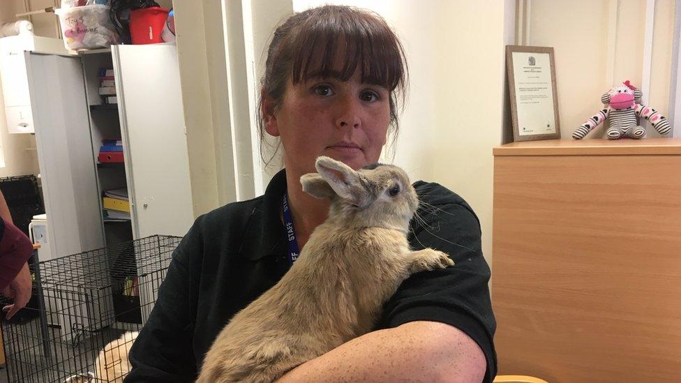 Welfare officer Paula Evans with a rabbit