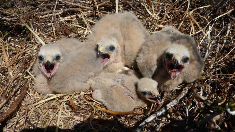 Hen harrier chick in Northumberland