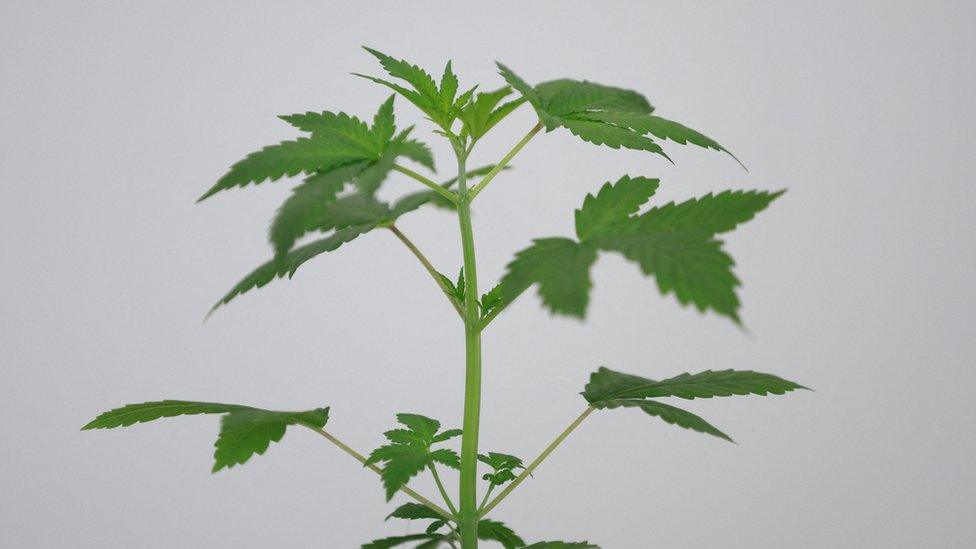 Cannabis plant