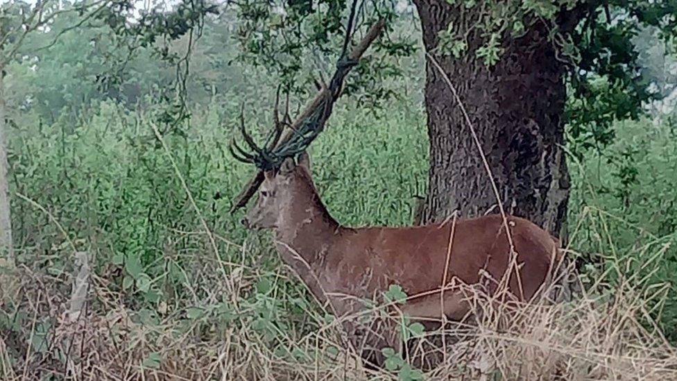 Trapped deer in Leavenheath