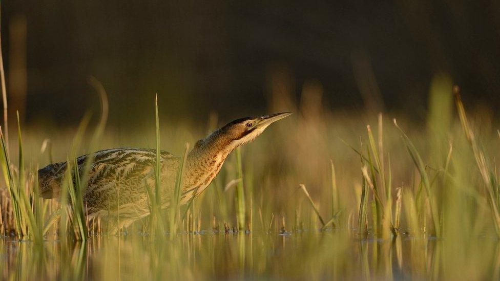 Great bittern