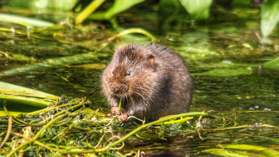 Vole