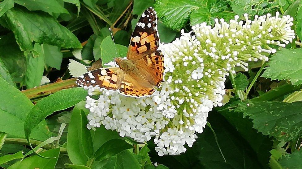 Painted lady butterfly