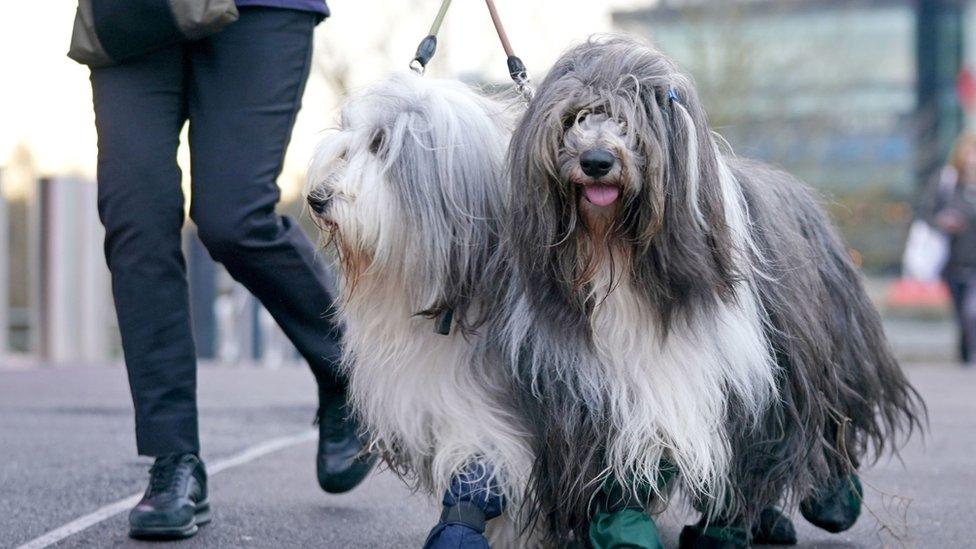 Bearded collies