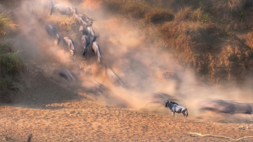 a lone wildebeest in the middle of the Great Migration in the Maasai Mara, Kenya.