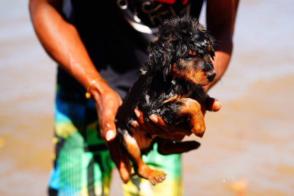 A man washing a puppy in the sea.