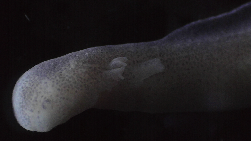 olm embryo