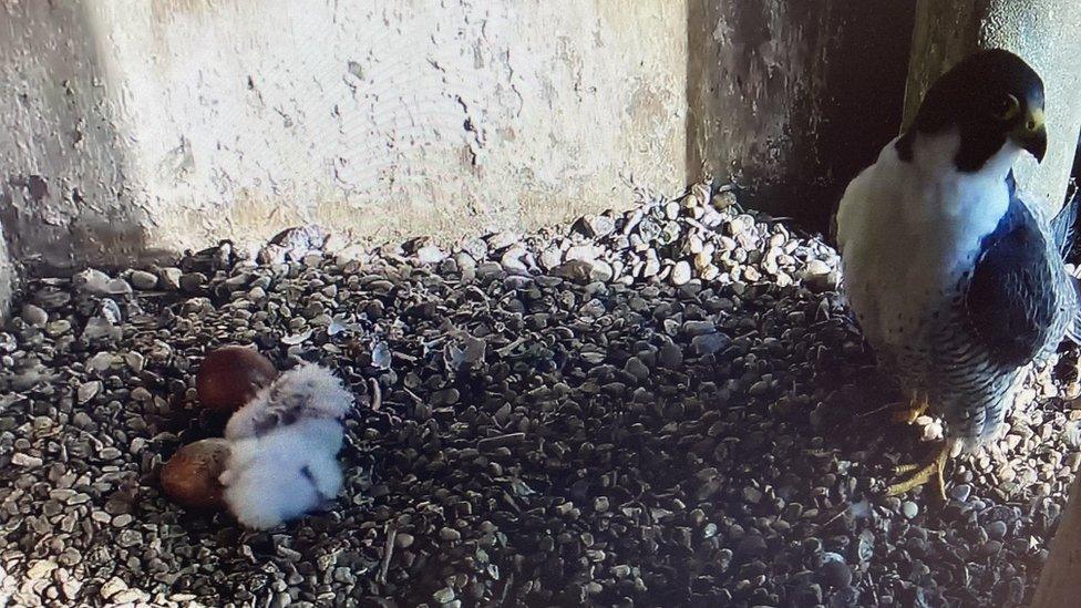 peregrine falcon nest