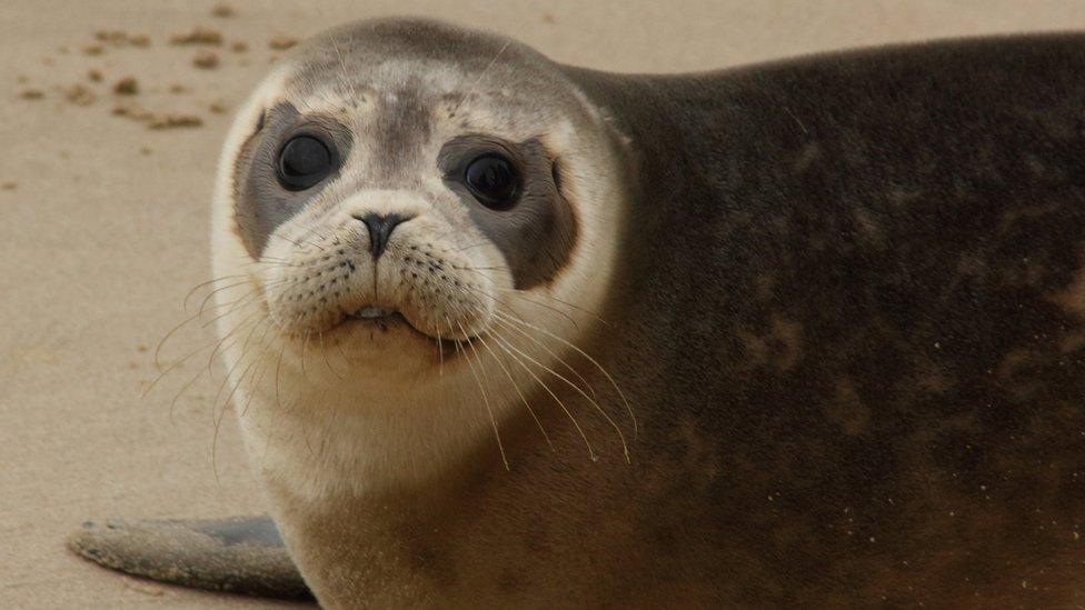 Rescued seal pup being released