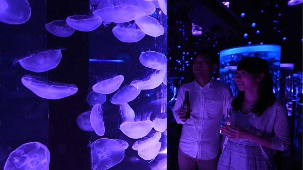 Jellyfish at Japanese squarium